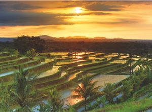 Jatiluwih - Bali